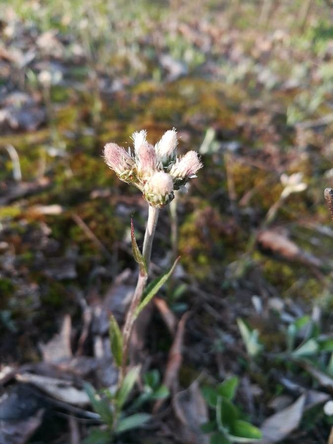 Antennaria alpina flower