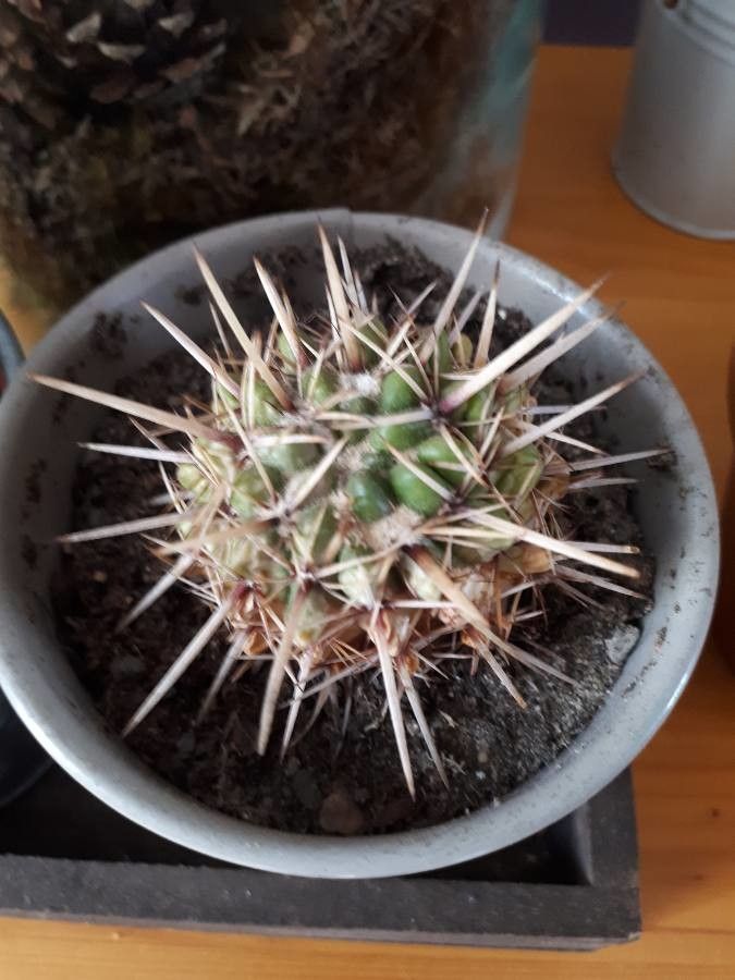 Echinopsis deserticola bark