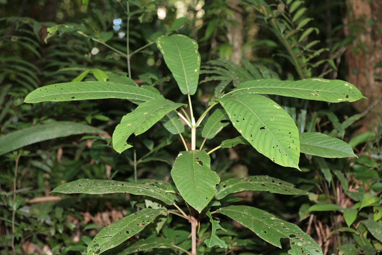 Duroia aquatica — related species from the same genus