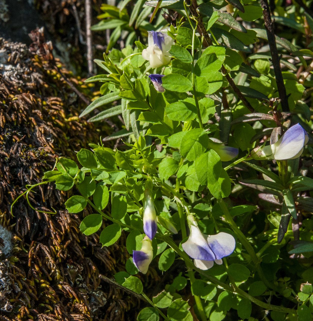 Vicia cypria flower