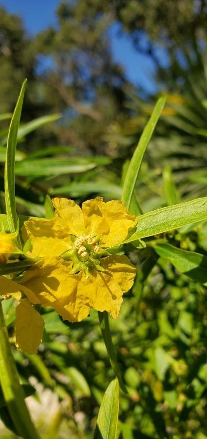 Heimia salicifolia flower