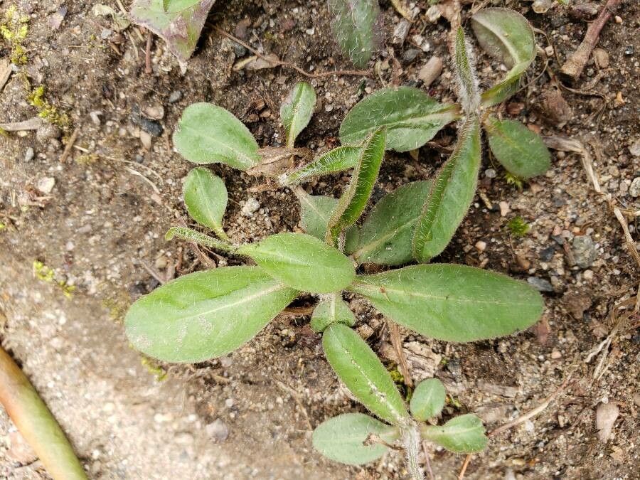 Hieracium pilosella leaf