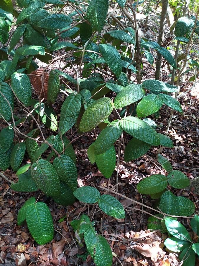Eugenia bullata habit