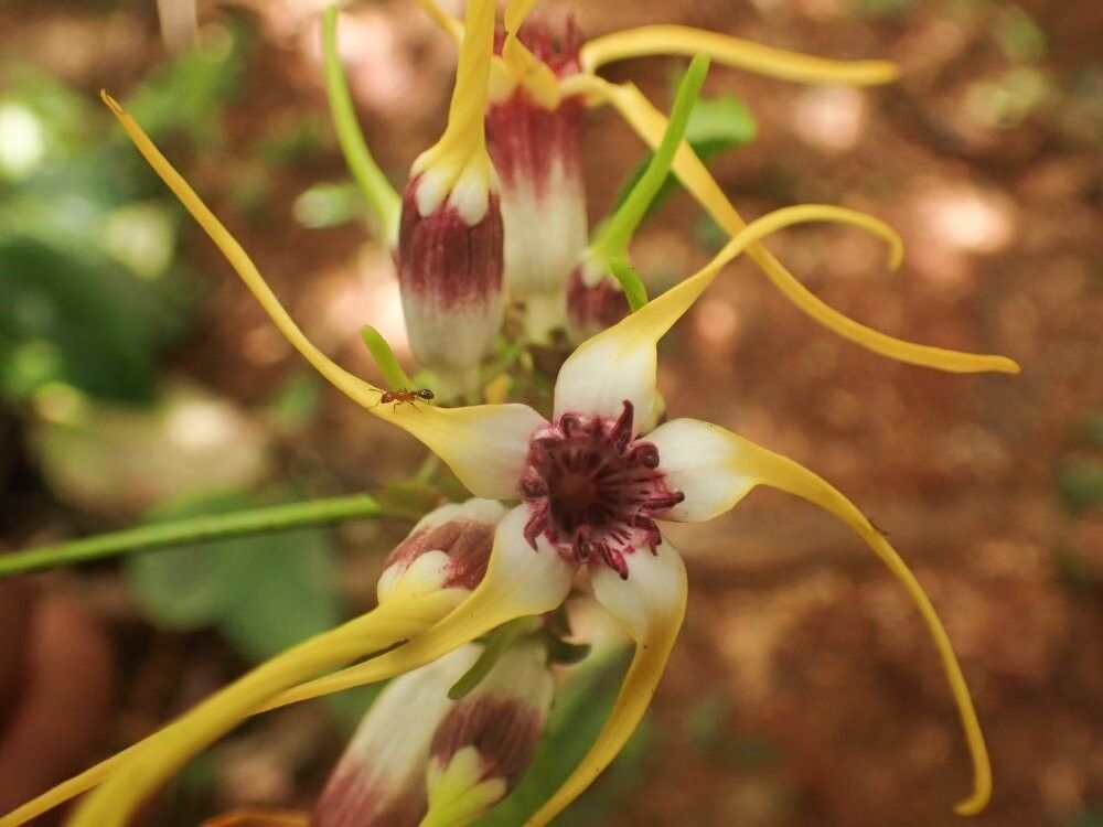 Strophanthus congoensis — houseplant care guide