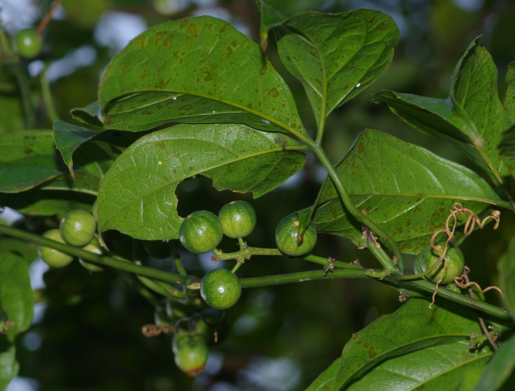 Cayaponia rigida fruit