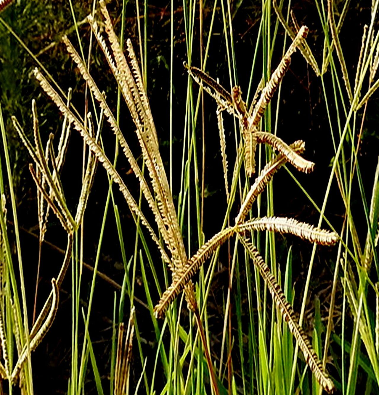 Eustachys caribaea — related species from the same genus