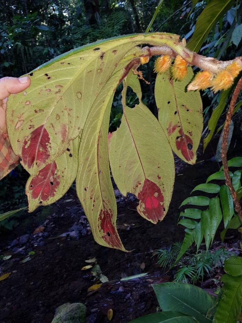 Columnea florida — search result for 'Columnea'