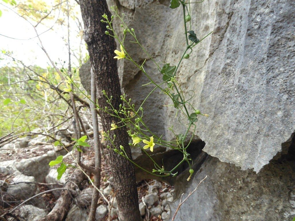 Kedrostis laxa — search result for 'Kedrostis'