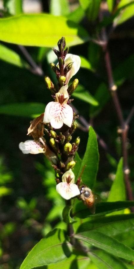 Justicia gendarussa flower