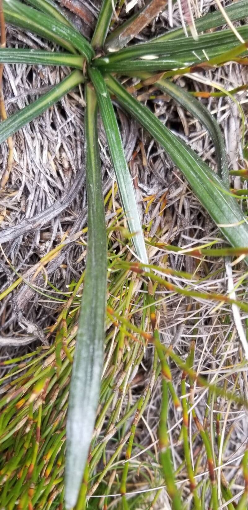 Leucochrysum alpinum — related species from the same genus