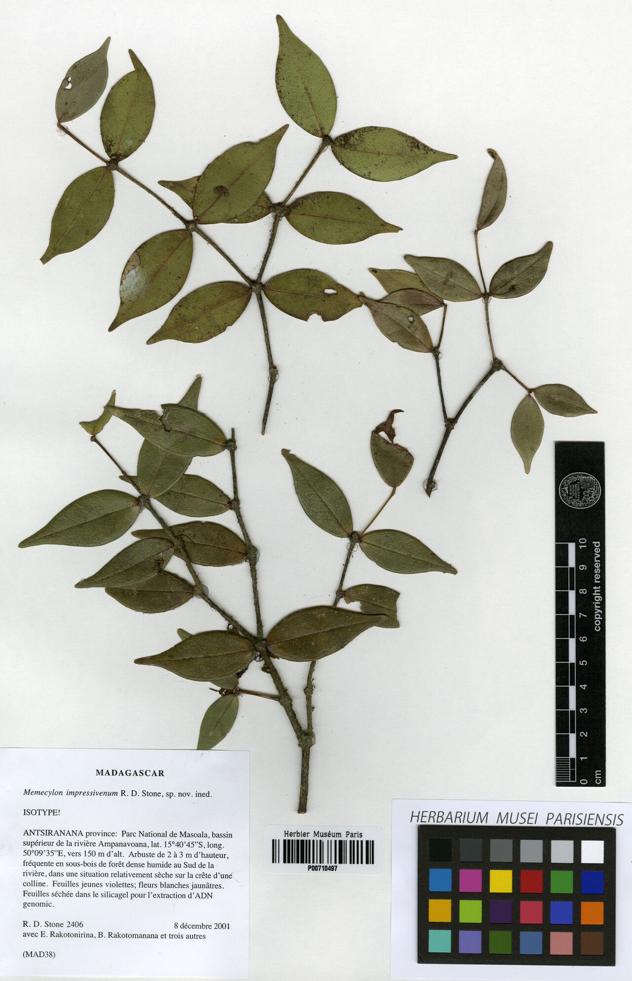 Memecylon impressivenum — houseplant care guide