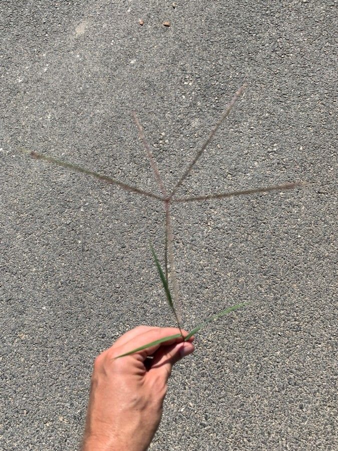 Chloris verticillata — search result for 'Poaceae'