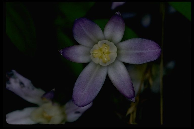Brodiaea pallida flower