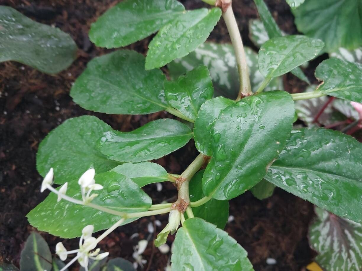 Begonia saxicola leaf