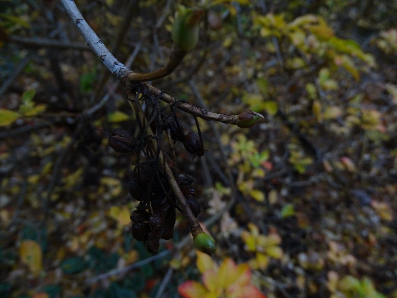 Enkianthus campanulatus fruit