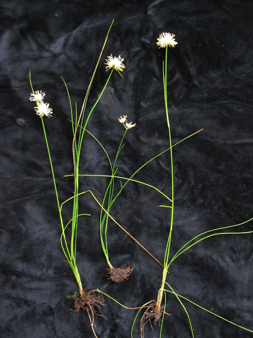 Juncus allioides habit