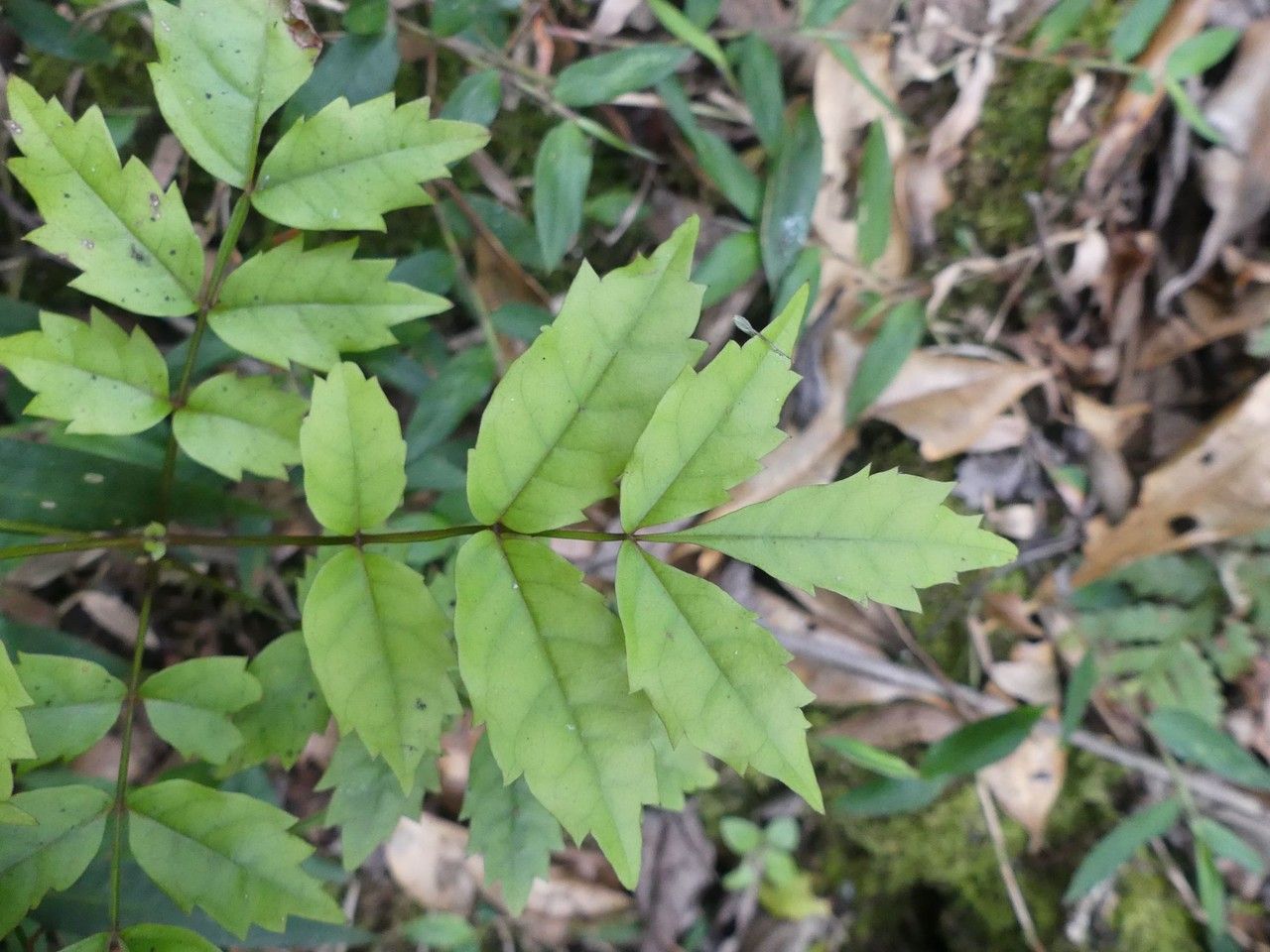 Weinmannia comorensis — related species from the same genus