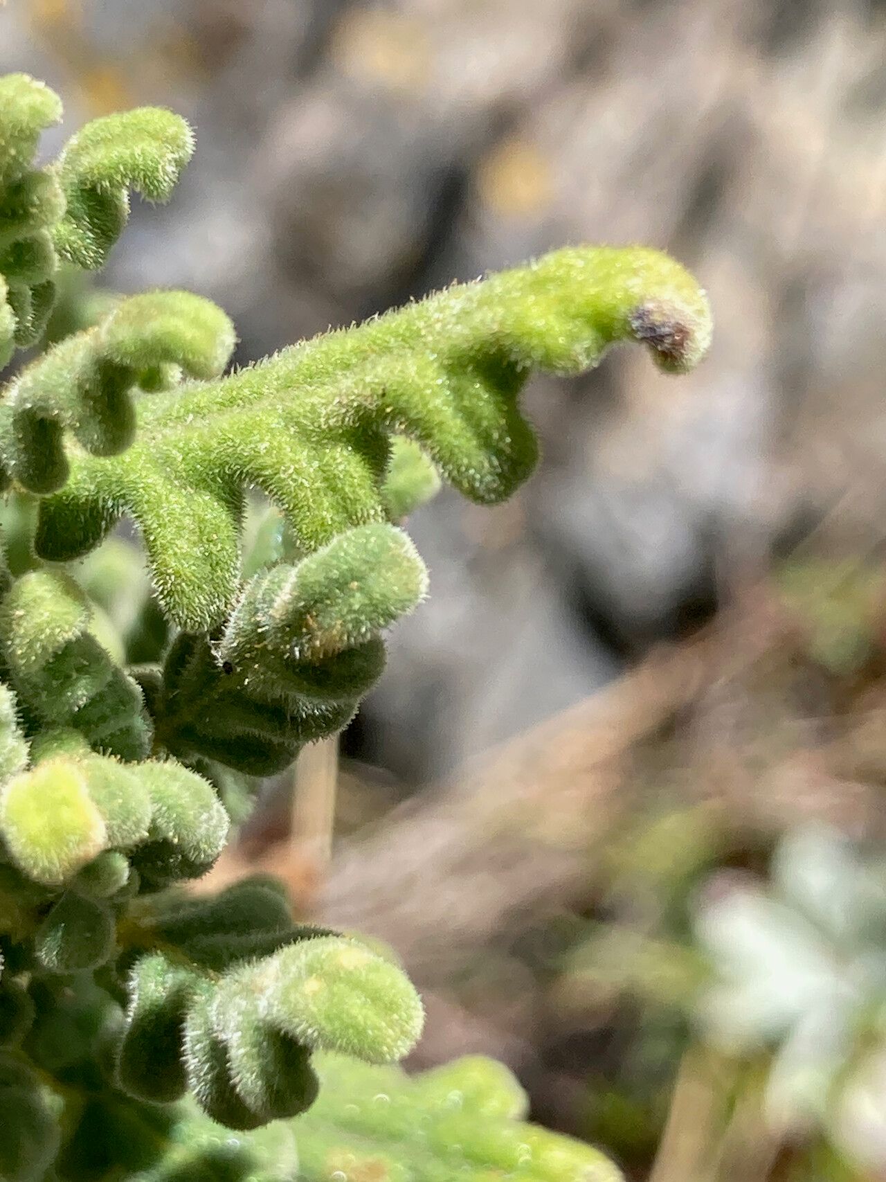 Calceolaria incarum — houseplant care guide