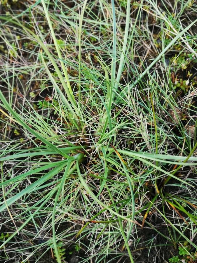 Carex extensa — houseplant care guide