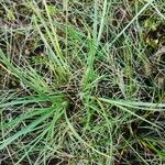Carex extensa