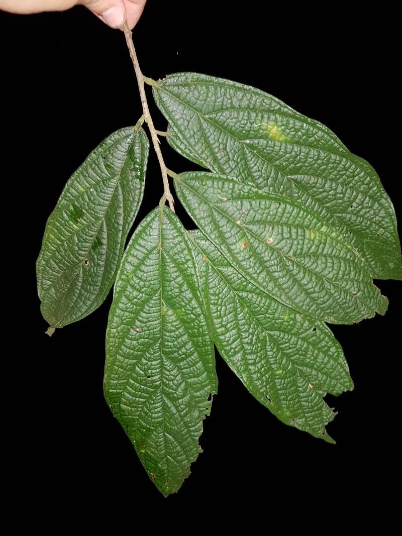Quararibea gomeziana leaf