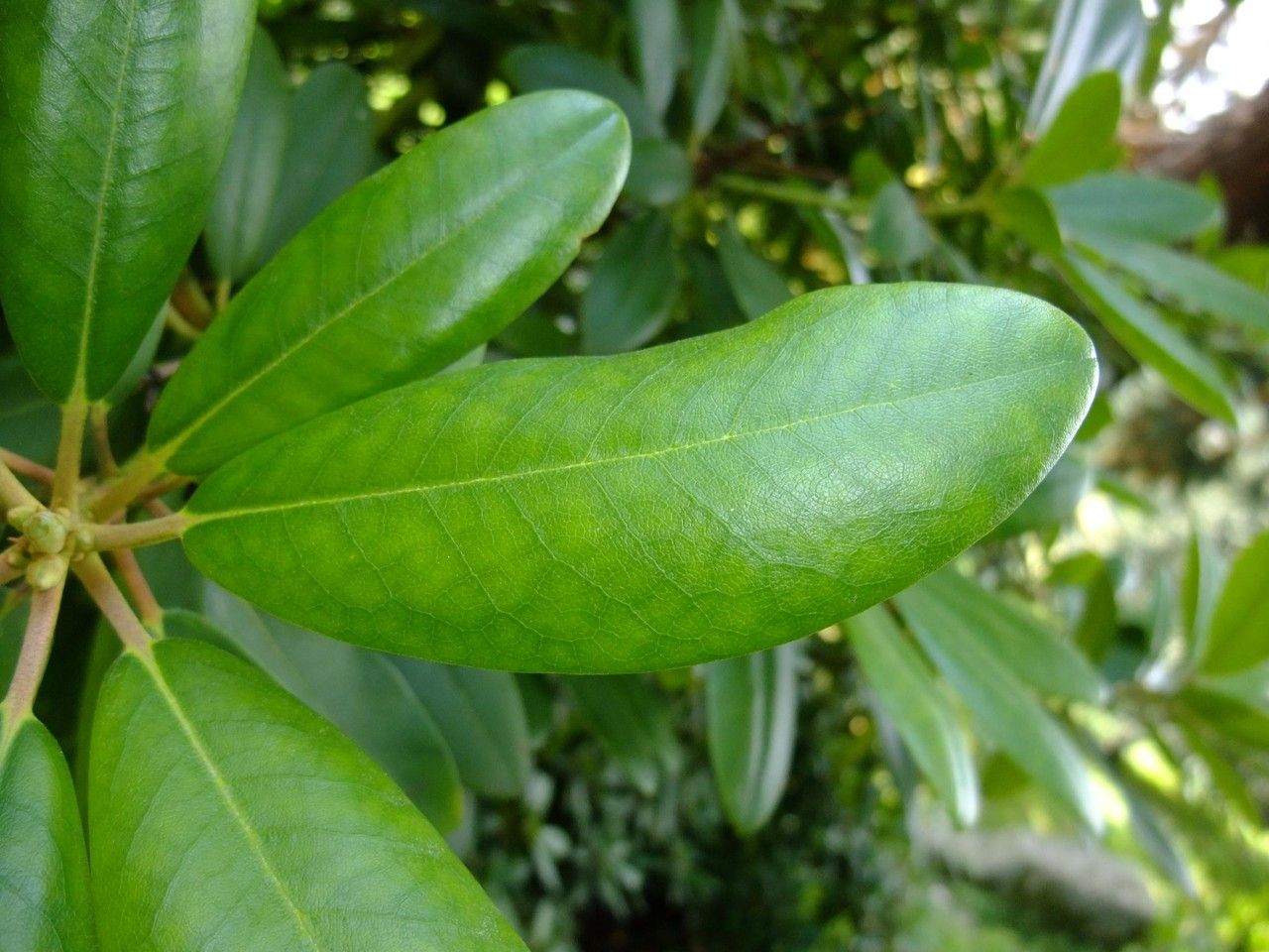 Hymenanthes catawbiensis — large blooms houseplant