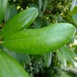 Hymenanthes catawbiensis