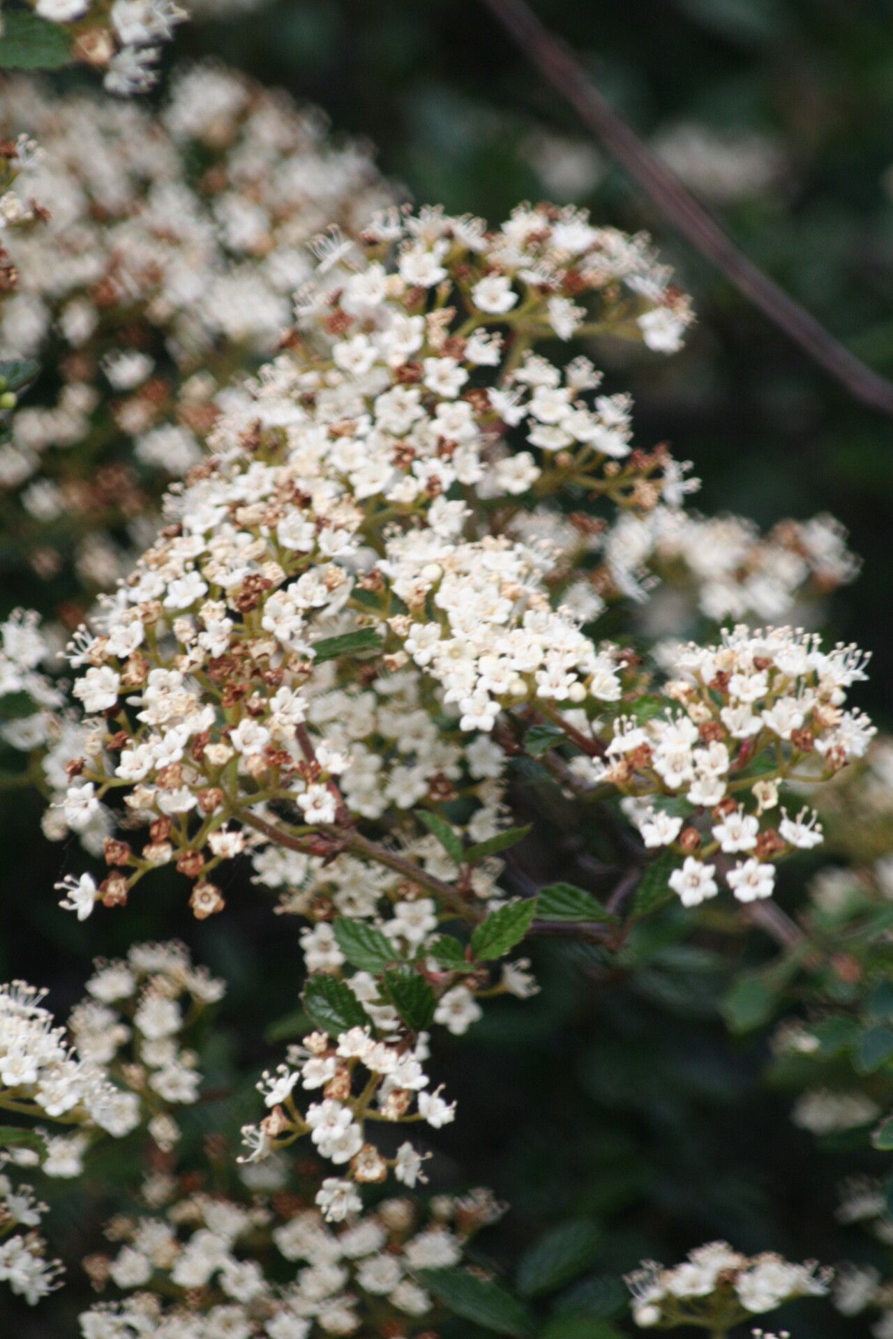 Viburnum parvifolium flower