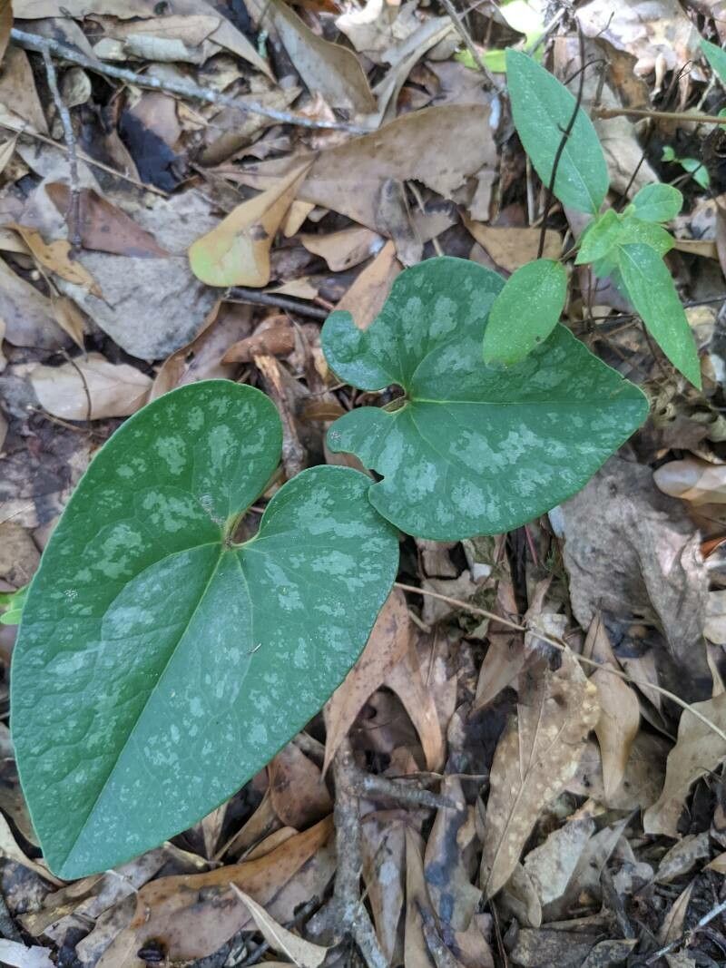 Hexastylis arifolia leaf