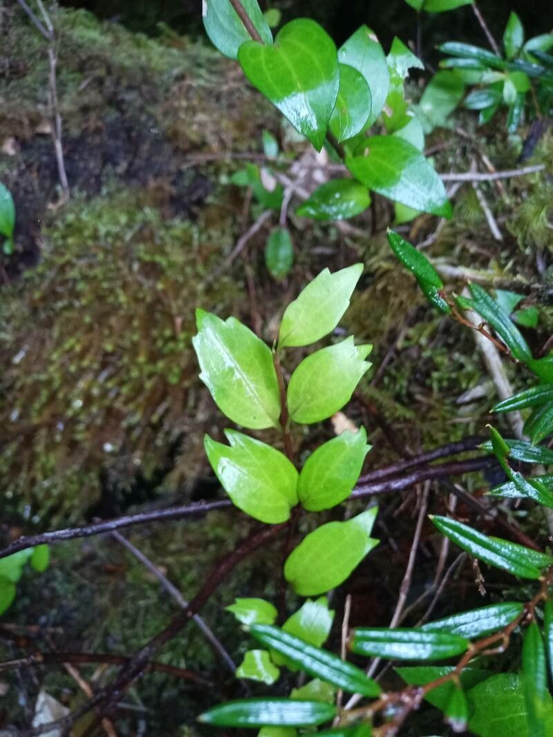 Griselinia racemosa — related species from the same genus