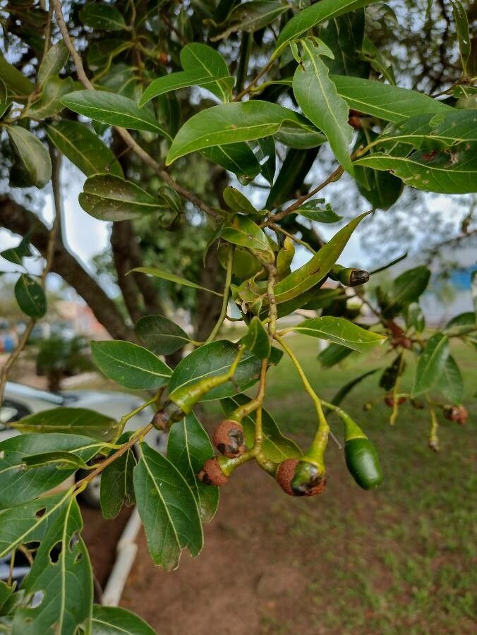 Ocotea diospyrifolia — search result for 'Ocotea'