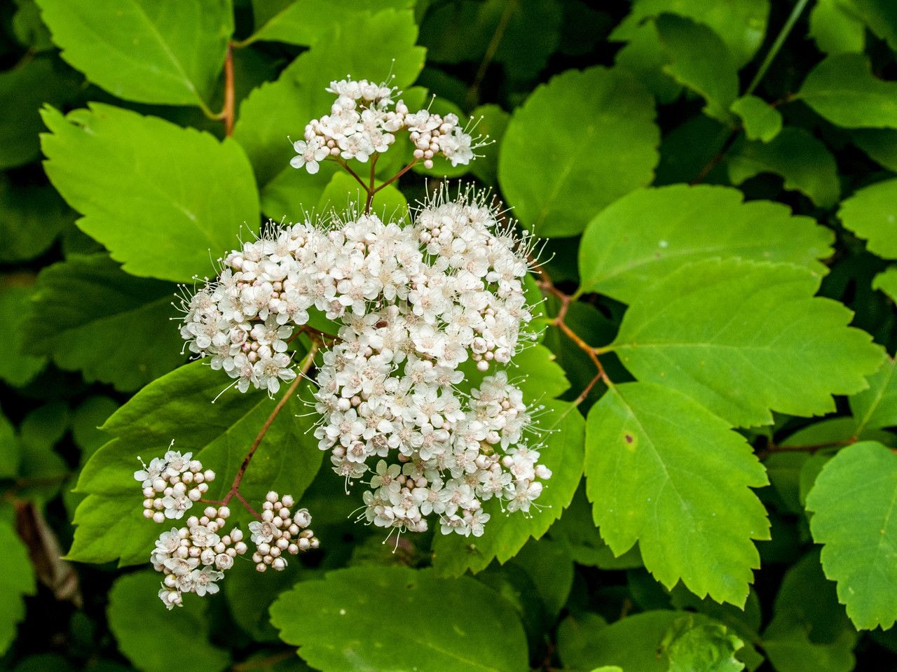 Spiraea betulifolia flower