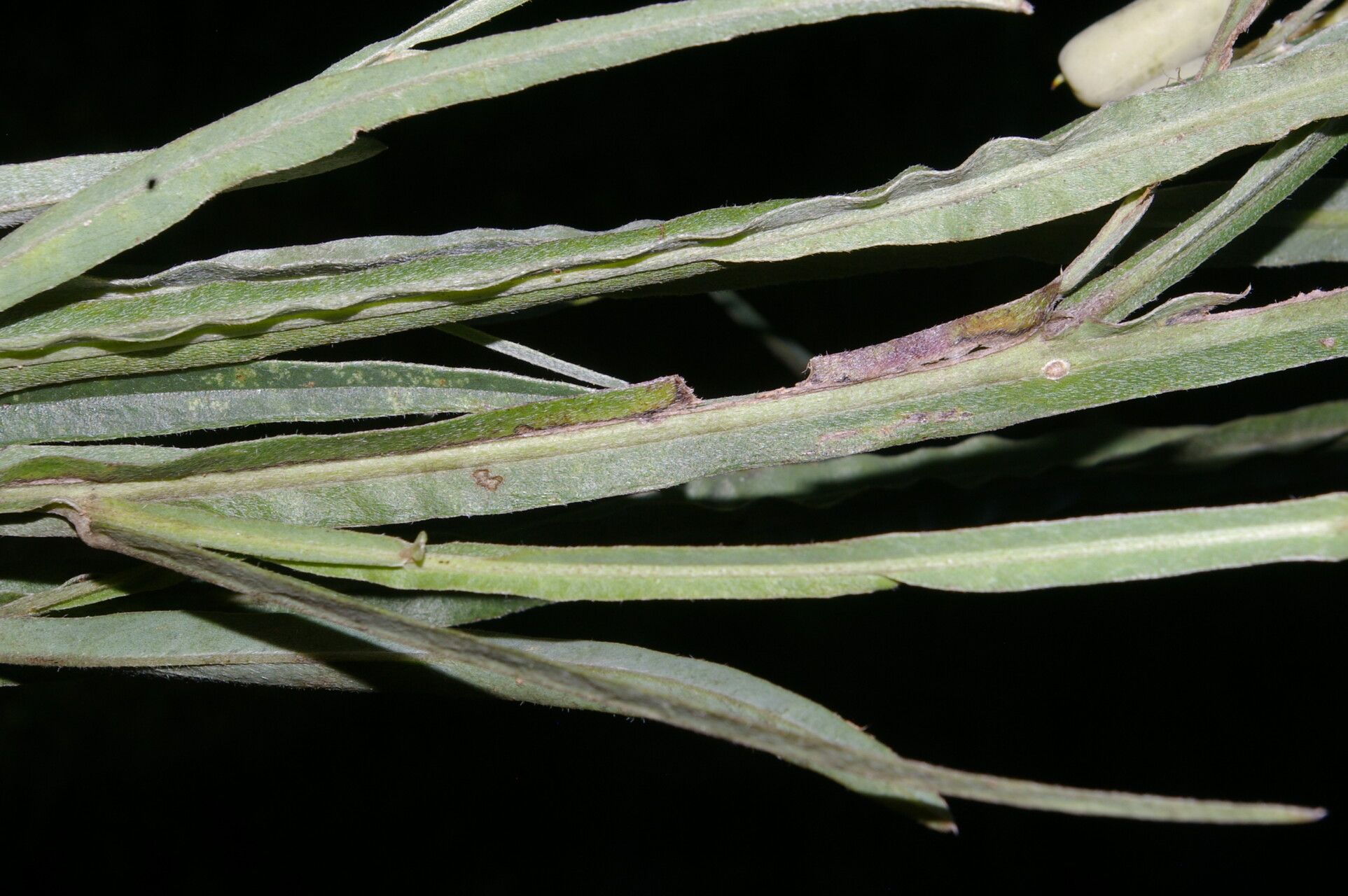 Crotalaria pilosa — houseplant care guide