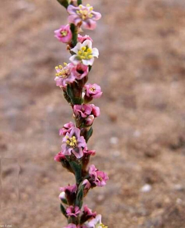 Polygonum equisetiforme flower