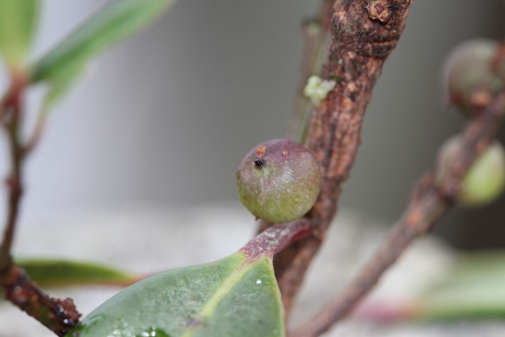Myrsine diminuta fruit