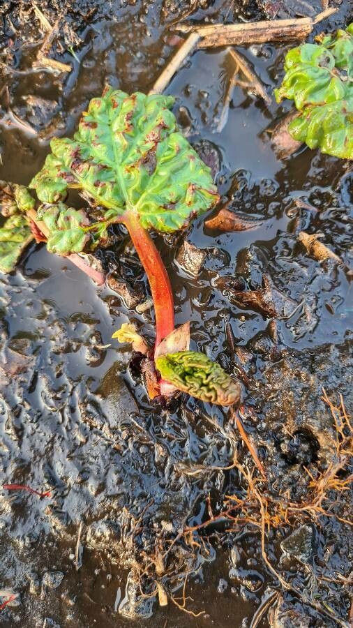 Rheum rhaponticum fruit