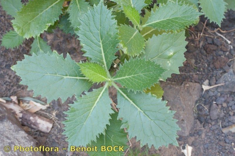 Crambe laevigata — search result for 'Crambe'
