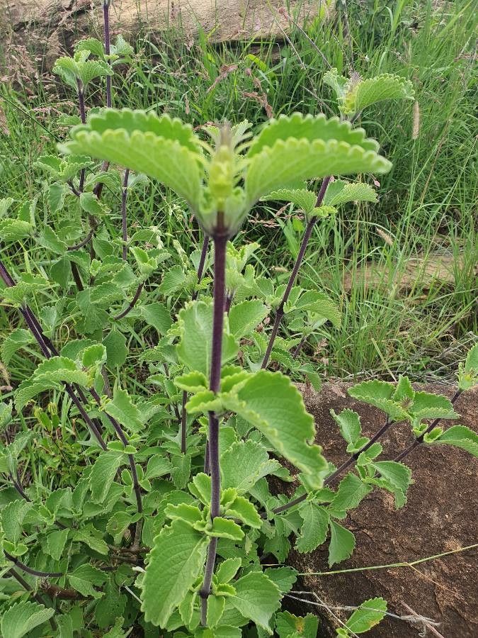 Plectranthus comosus bark