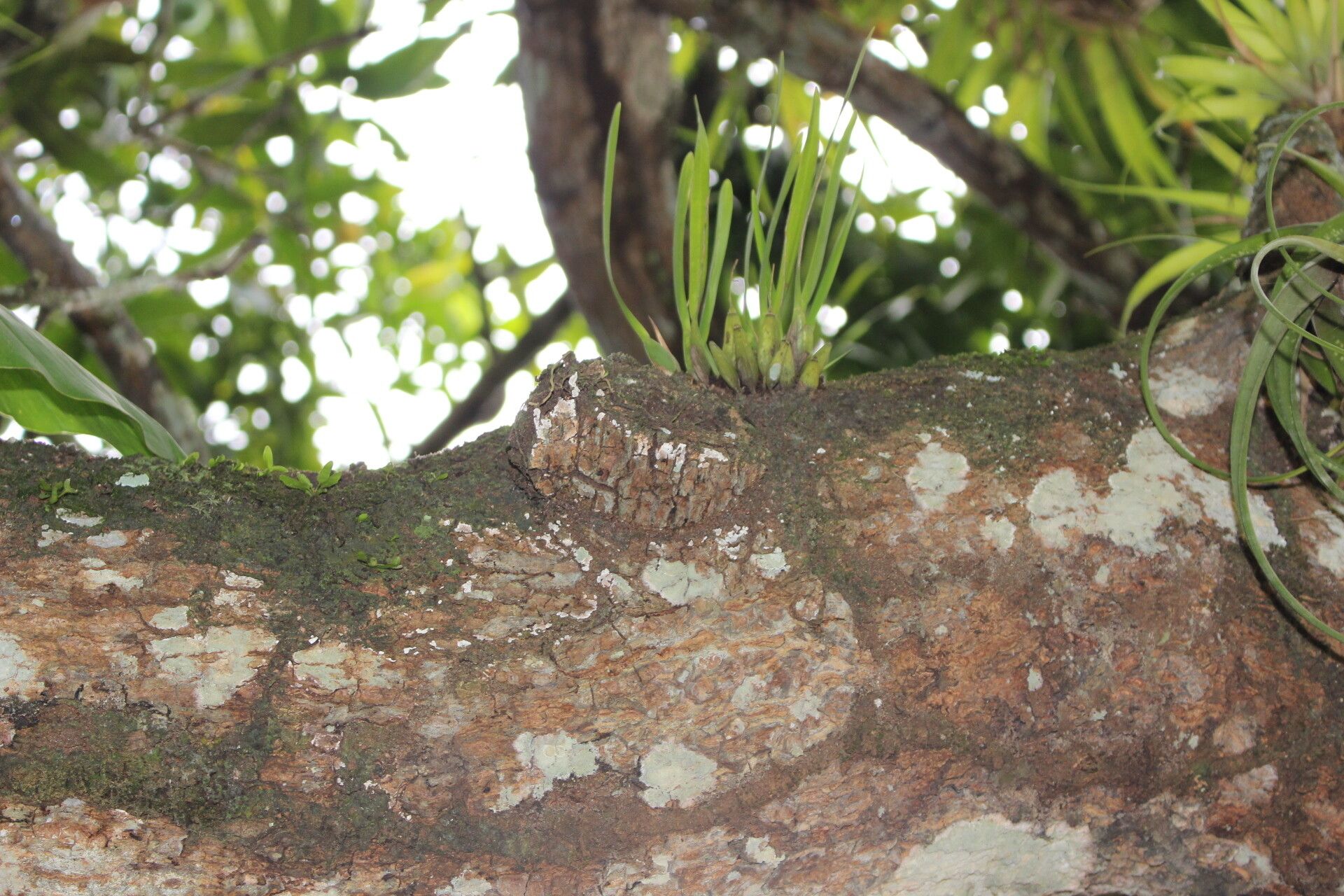 Nidema ottonis — houseplant care guide