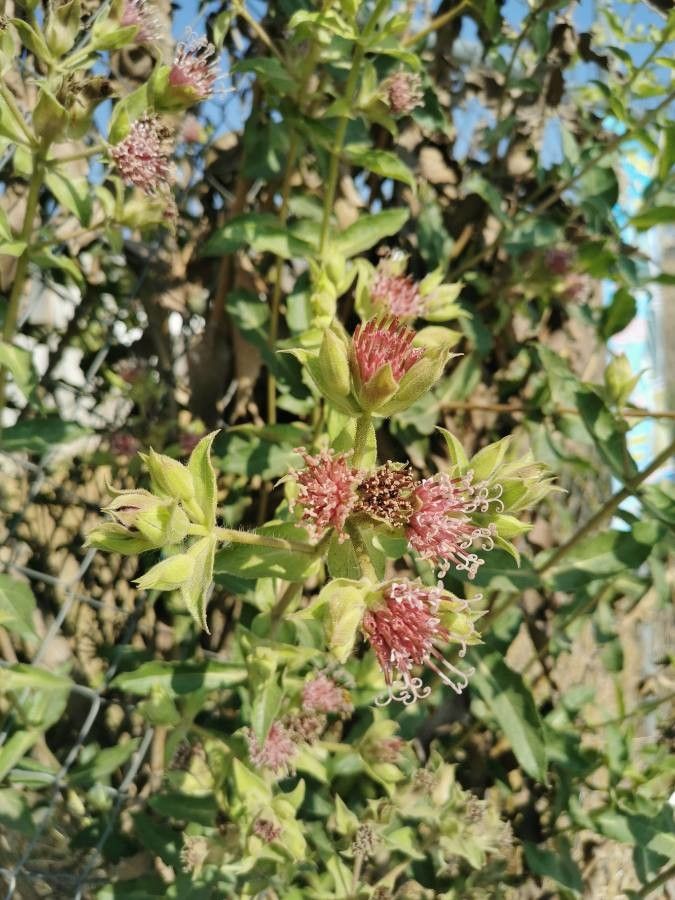 Inula conyzae — search result for 'Inula'