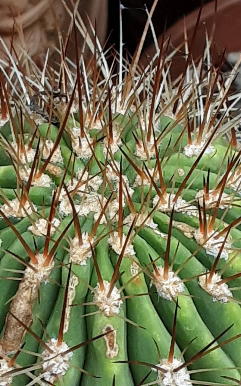 Soehrensia formosa leaf