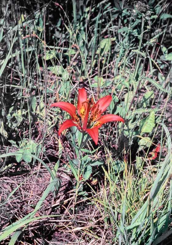Lilium philadelphicum habit