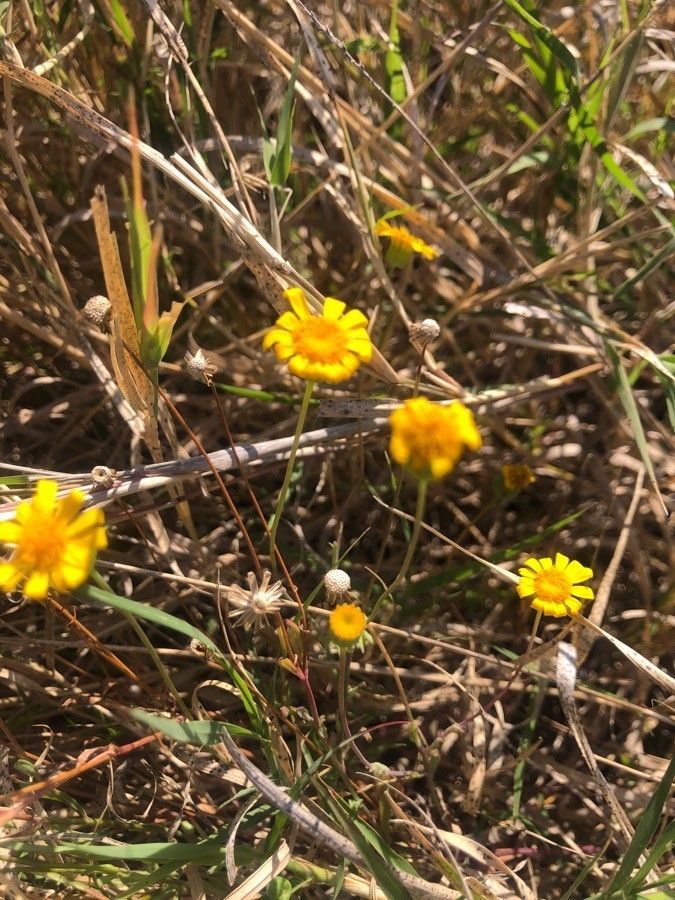 Emilia discifolia flower