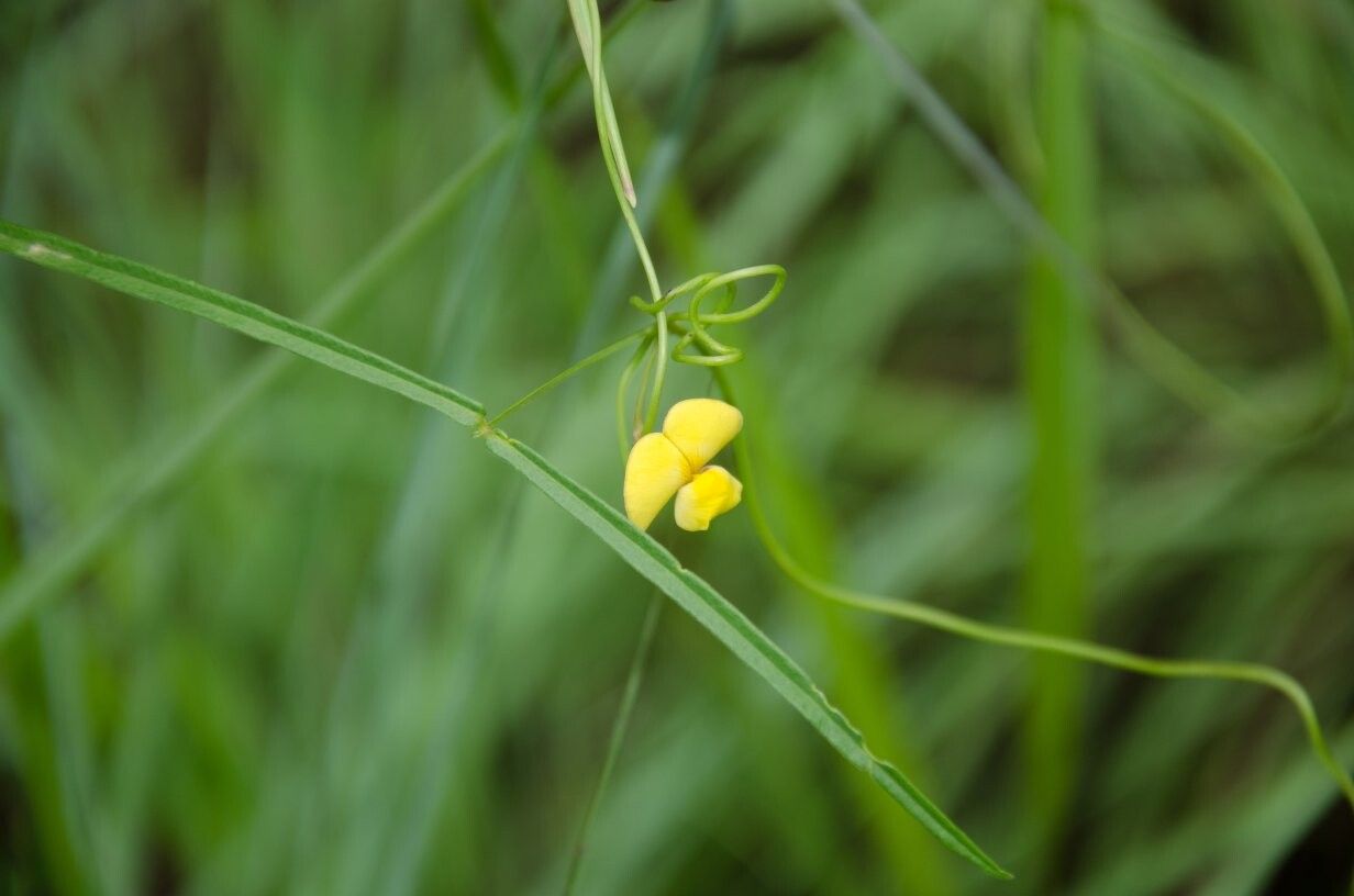 Vigna multinervis — search result for 'Vigna'