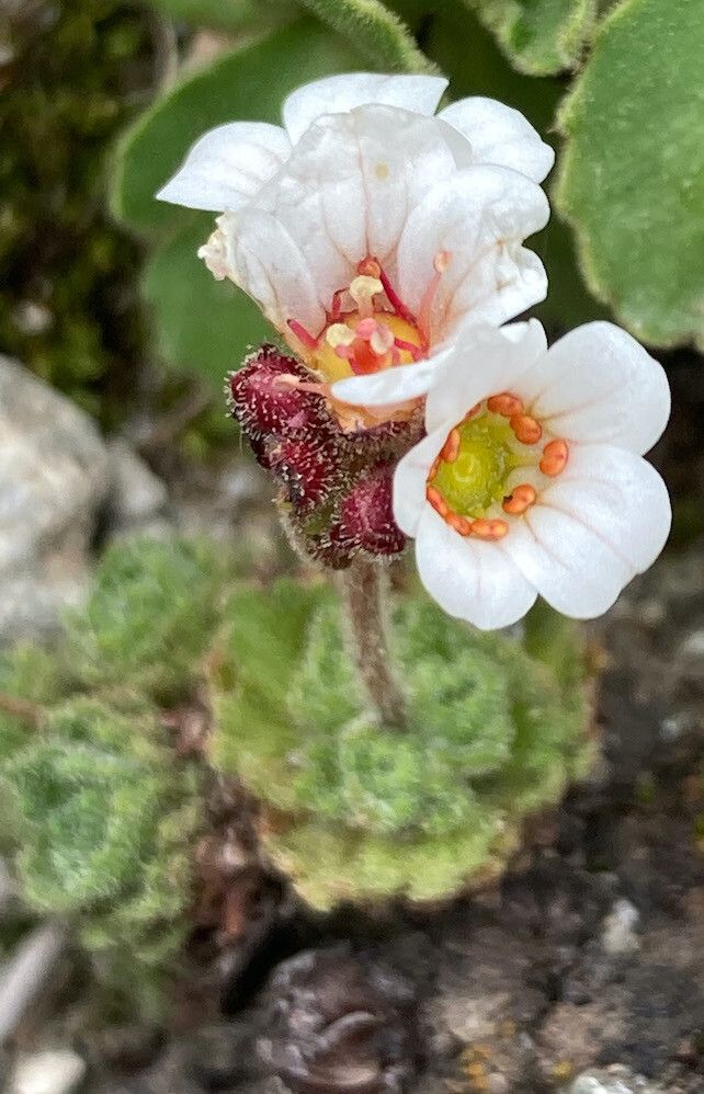 Saxifraga iratiana flower