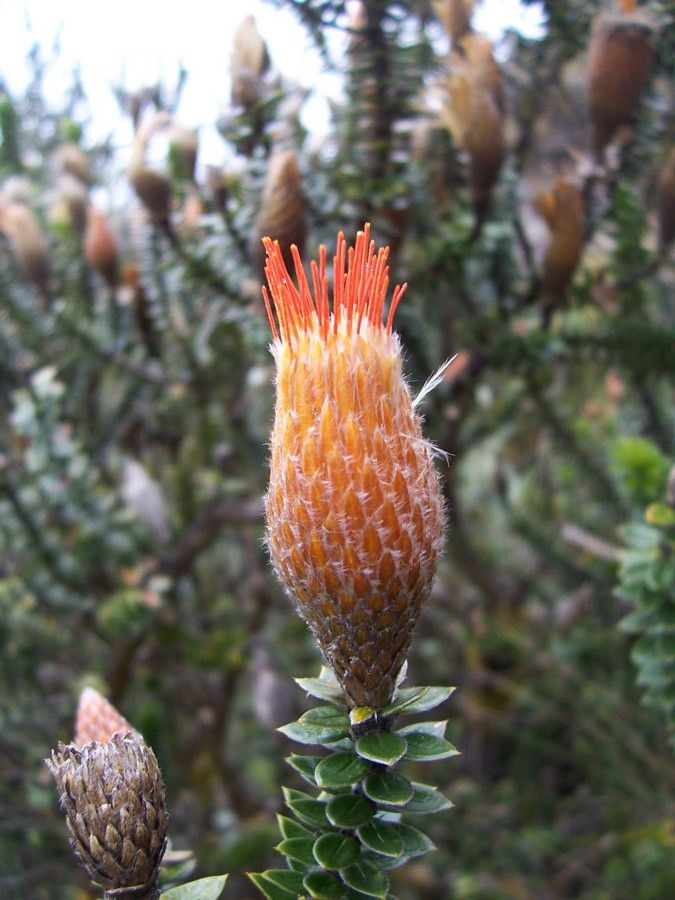 Chuquiraga jussieui flower