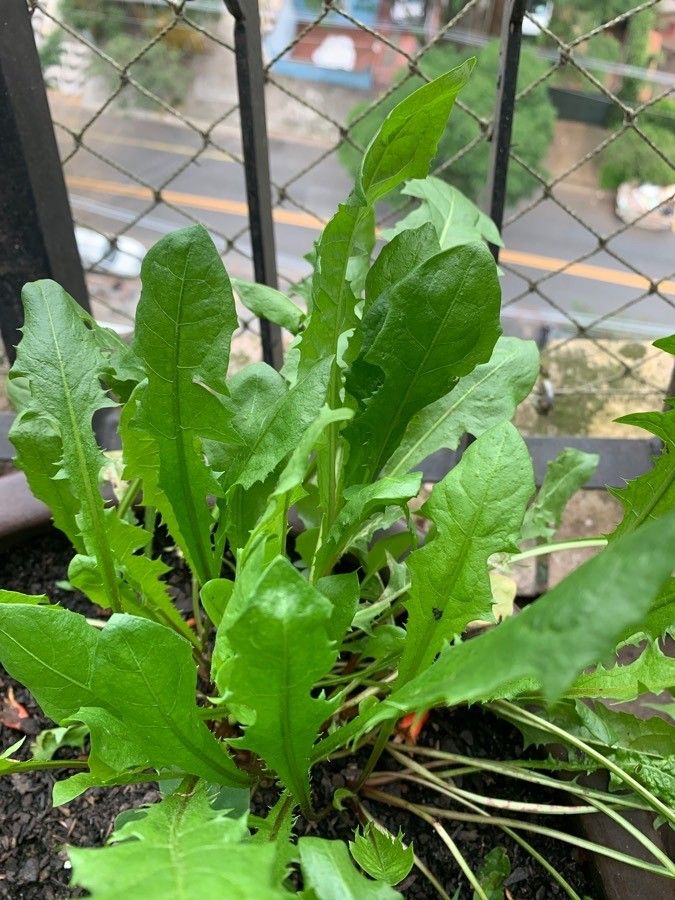 Taraxacum retroflexum — search result for 'Compositae'