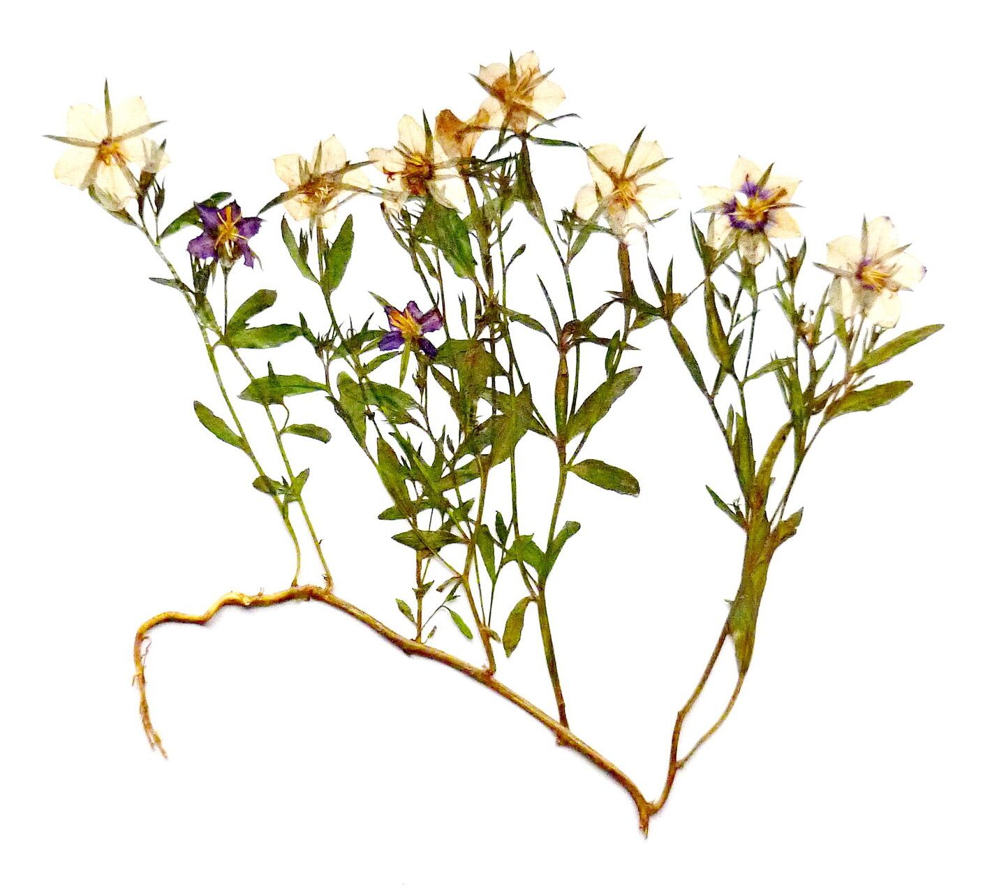 Legousia speculum-veneris — search result for 'Campanulaceae'