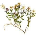 Legousia speculum-veneris