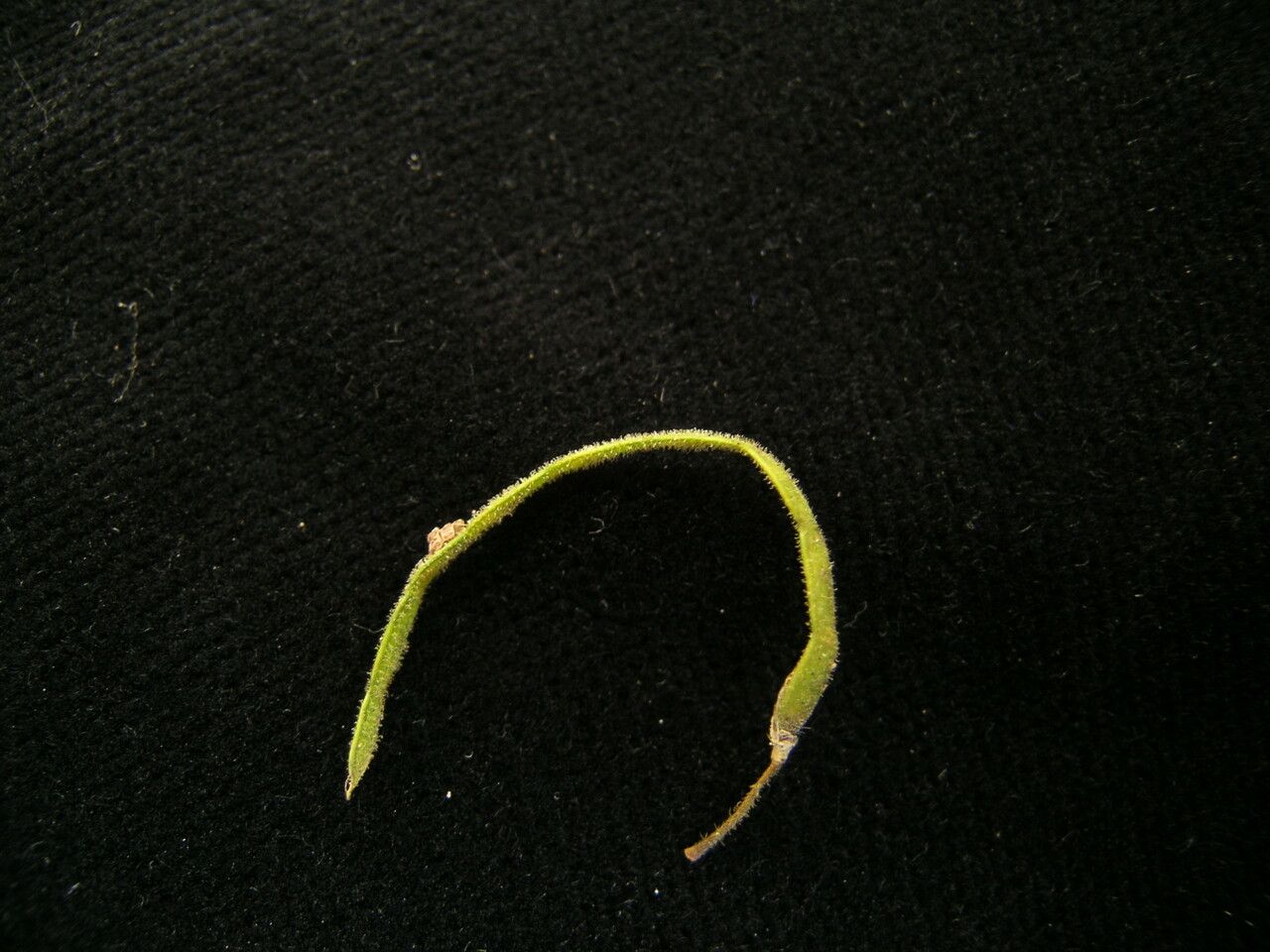 Hylodesmum laxum fruit